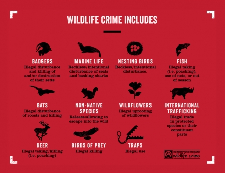Wildlife Crime List