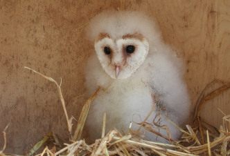 Strange Sounds Of Snoring Could Lead To Barn Owls Ulster Wildlife