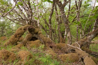 Upland mixed ash wood