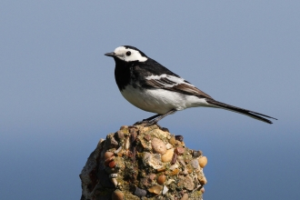 Birds | Ulster Wildlife