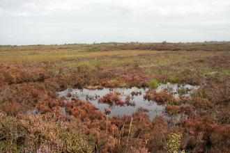 Ballynahone Bog - Autumn colours 