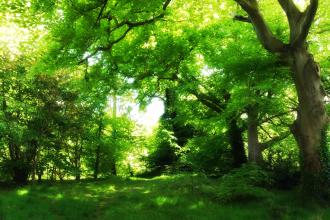 Balloo Woodland in summer