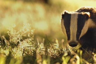 Badger