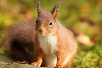 Red squirrel (c) Desmond Loughery