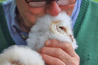 Barn owl chicks