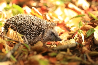 Hedgehog (c) Ronald Surgenor 