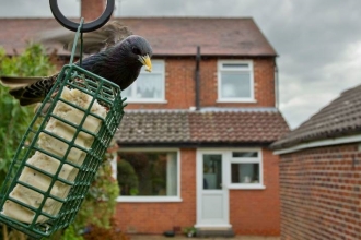 Starling on bird feeder