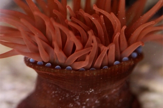 Beadlet anemones (c) Becky Hitchin