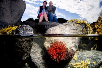 Rockpool explorers (c) Adam Davidson