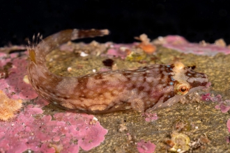 Small-headed clingfish