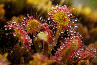 Sundew