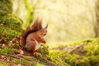 Red squirrel in forest