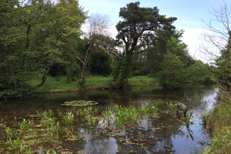 Homepage | Ulster Wildlife