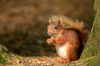 Red squirrel (c) Christine Cassidy