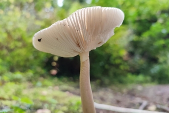 Fungi at Straidkilly