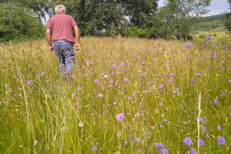 Farmer in field of devil's bit scabious