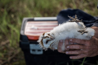 Barn owl chick being ringed at Mount Stewart