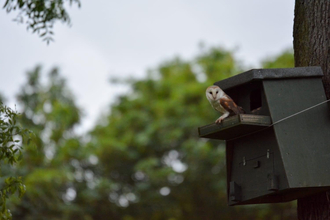 Barn owl at Ballycruttle Farm 