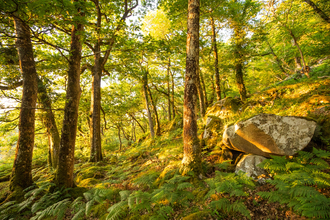 Atlantic Rainforest (c) Ben Porter 