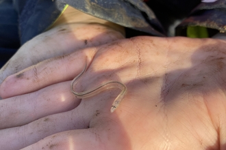 Juvenile Eel in hand