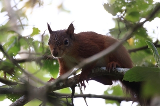 Red Squirrel in Tree