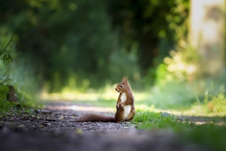 Ground level shot of red squirrel, tail dragging off to left