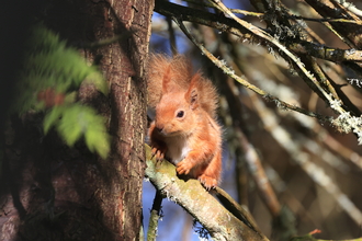 Close up of red squirrel tucking in tight to tree trunk