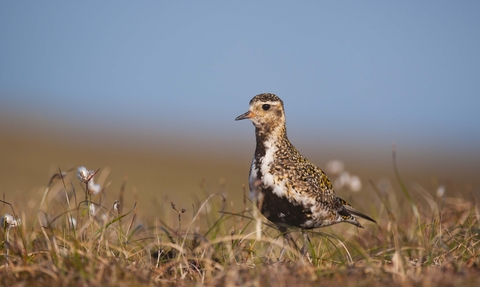 Golden Plover