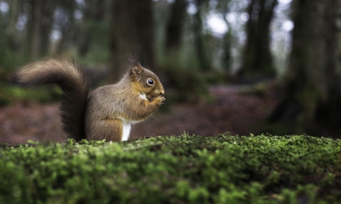 Red squirrel