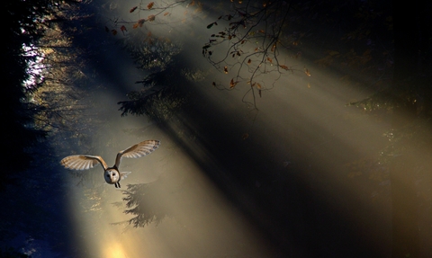 Barn owl