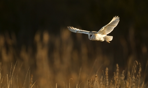 Barn owl (c) Danny Green