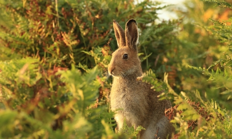 Irish Hare