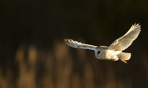 Barn Owl