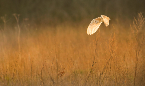 Barn owl