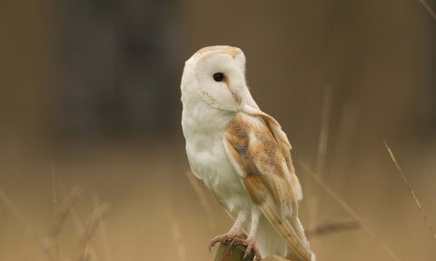 Barn owl perched on post looking off to the right