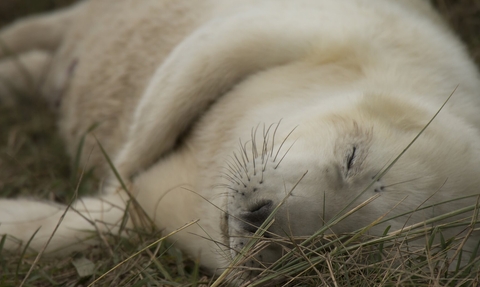 Seal pup lying on grass, looking sleepy