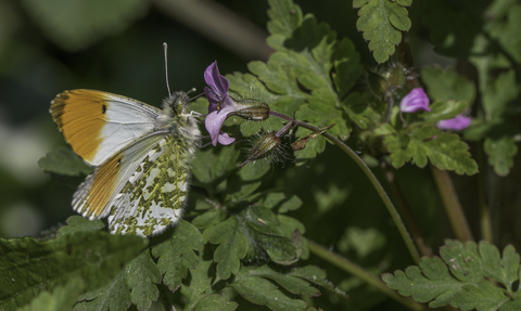 orange tip