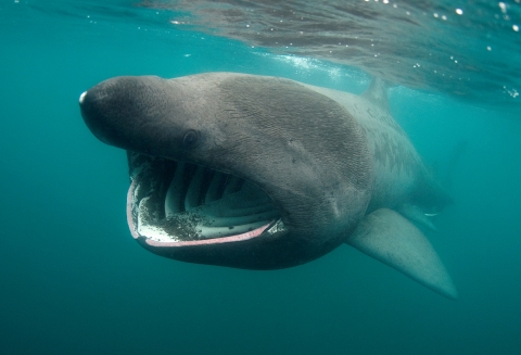 Explore local sea life | Ulster Wildlife