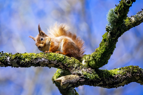 Red Squirrel Release At Castle Ward Sparks Fresh Hope For Iconic Mammal ...