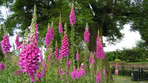 Foxglove