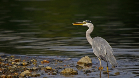 Grey heron | Ulster Wildlife