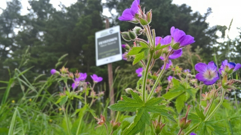 Feystown with wood cranesbill in bloom