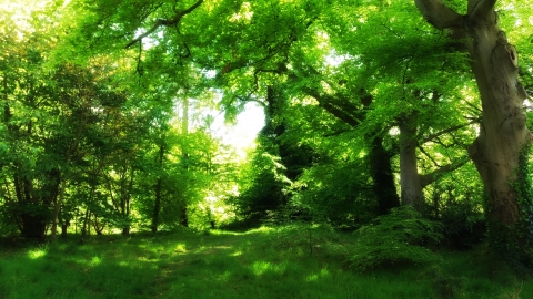 Balloo Woodland in summer