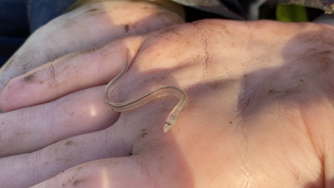 Juvenile Eel in hand