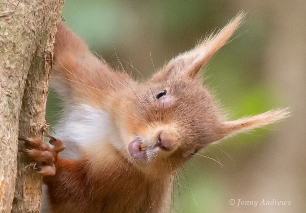 Squirrel pox - the deadly disease killing our native reds | Ulster Wildlife