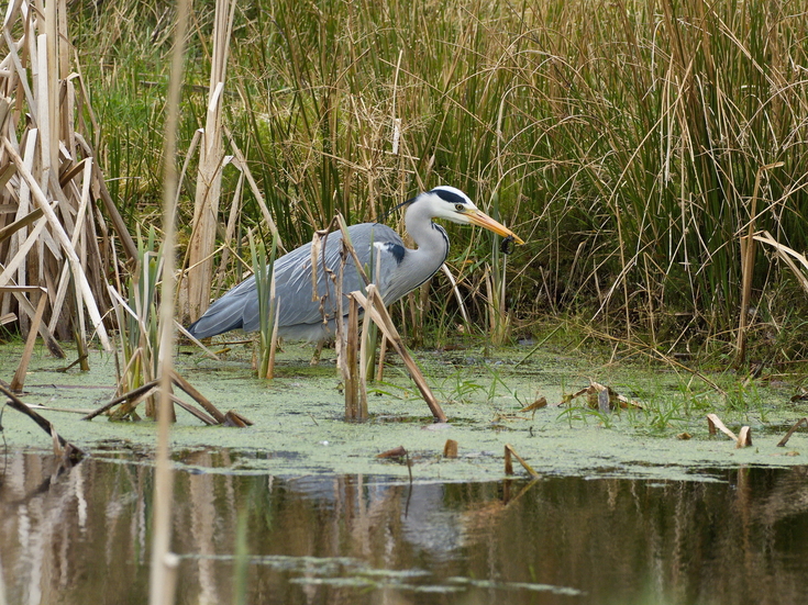 Cottage Farm | Ulster Wildlife