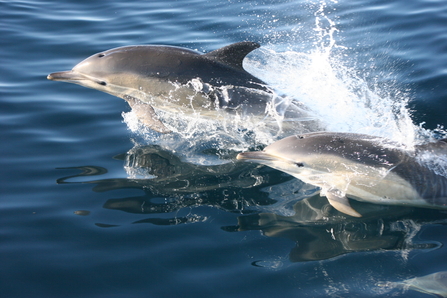 Common dolphin and calf (c) Joanne O'Brien