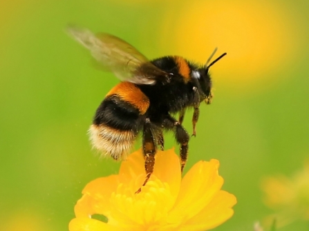 Buff-tailed BumbleBee (c) Jon Hawkins Surrey Hills Photography