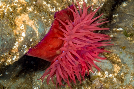 Beadlet Anemones - Species Spotlight | Ulster Wildlife