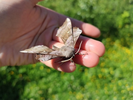 Poplar hawk-moth (c) Aoife de Bhál 